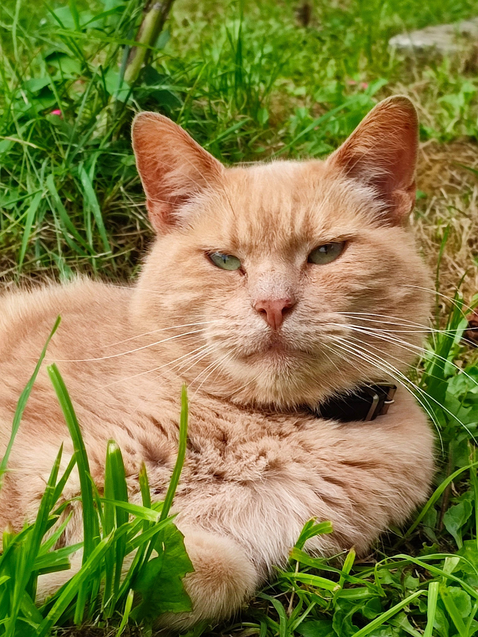 Dereck a rejoint le concours — aidez-le/la à gagner de superbes lots ! carnivore, cat, close_up, domestic_short_haired_cat, eye, fawn, felidae, fur, grass, groundcover, herb, herbaceous_plant, plant, sitting, small_to_medium_sized_cats, snout, tail, terrestrial_animal, whiskers, wildlife