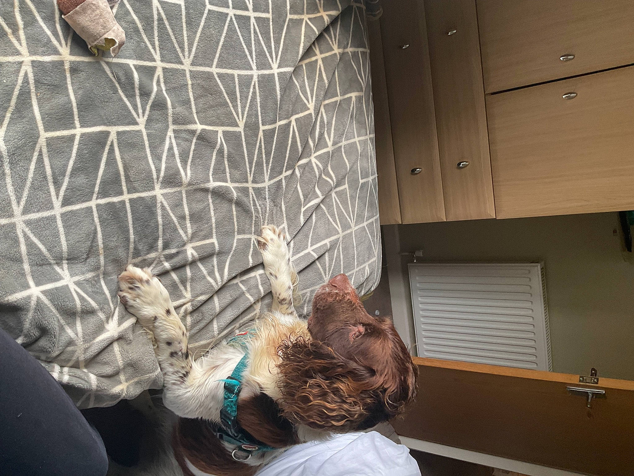 Chip joined the competition — help win amazing prizes! cage, ceiling, comfort, flooring, fur, glass, mesh, metal, pet_supply, room, sitting, space, tail, tile, visual_arts, window, wood