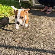 Alma a rejoint le concours — aidez-le/la à gagner de superbes lots ! puppy, dog, tennis_ball, outdoor, grass, concrete, person, footwear, flip_flops, black_skirt, sunlight, shadow, fence, greenery, sidewalk, playful, running, pet, animal, cute