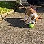 puppy, dog, tennis_ball, pavement, shadow, person, black_skirt, sandals, outdoor, sunlight, grass, fence, play, pet, animal, brown_and_white, sidewalk, summer, nature, footwear