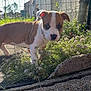 puppy, dog, brown_and_white, outdoor, garden, flowers, grass, fence, daylight, curious, pet, animal, young_dog, nature, sunlight, side_view, concrete, building, small_flowers, exploring