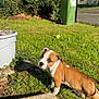 puppy, dog, grass, garden, greenery, sunlight, outdoor, pet, cute, brown, white, trash_bin, pot, plant, curious, young, small, animal, nature, daytime