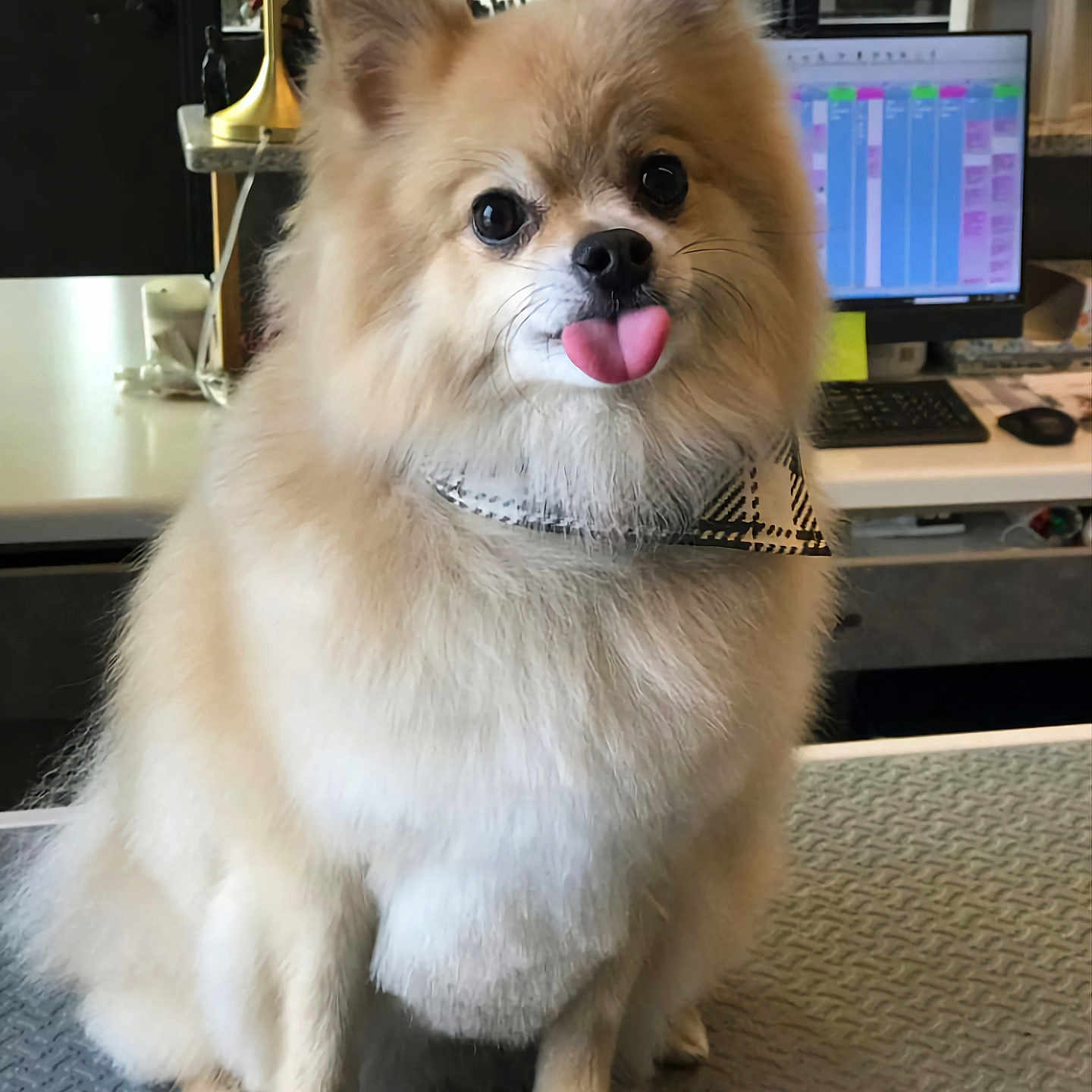 Leann Tinklenberg is registered to the contest to win money with this photo: adorable, animal, bandana, computer, cute, desk, dog, face, fluffy, fur, indoor, keyboard, monitor, office, pet, pomeranian, sitting, small_dog, tongue, tongue_out