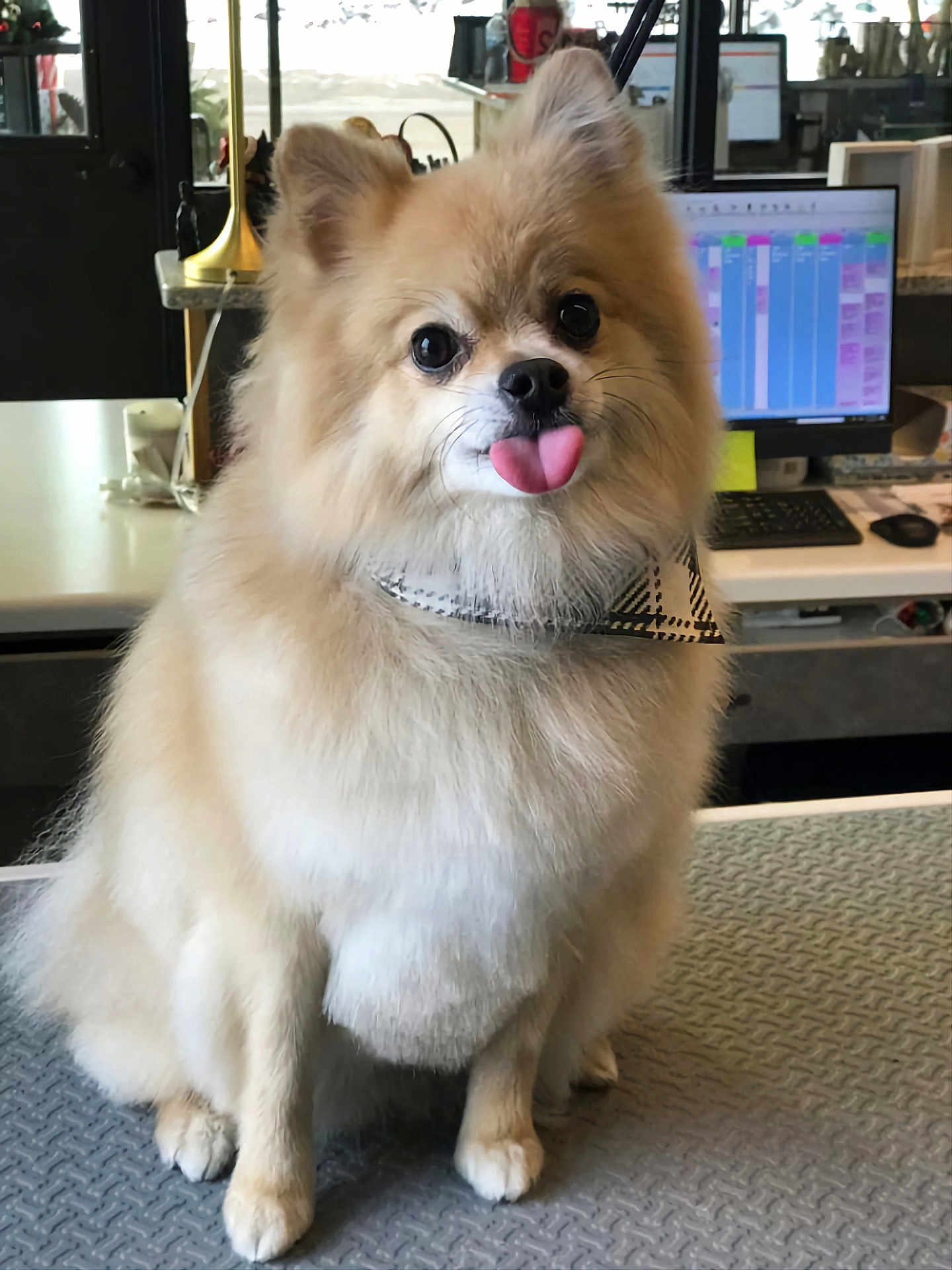 Leann Tinklenberg is registered to the contest to win money with this photo: dog, pomeranian, fluffy, tongue_out, bandana, indoor, pet, cute, small_dog, desk, computer, monitor, keyboard, office, fur, animal, sitting, adorable, face, tongue