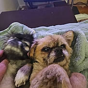 Poo is registered to the contest to win money with this photo: animal, black_fur, blanket, brown_fur, close_up, companion, cozy, cute, dog, domestic_animal, fur, hand, indoor, lying_down, paw, pet, puppy, resting, small_dog, soft_texture