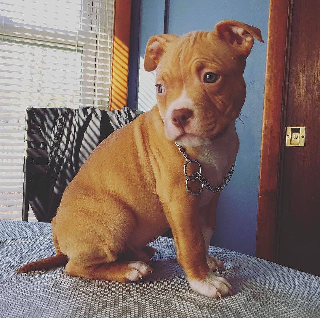 Boston is registered to the contest to win money with this photo: american_pit_bull_terrier, american_staffordshire_terrier, canidae, carnivore, companion_dog, dog, dog_breed, ear, fawn, mammal, molosser, non_sporting_group, nose, pit_bull, puppy, rare_breed_dog, snout, sporting_group, staffordshire_bull_terrier, vertebrate