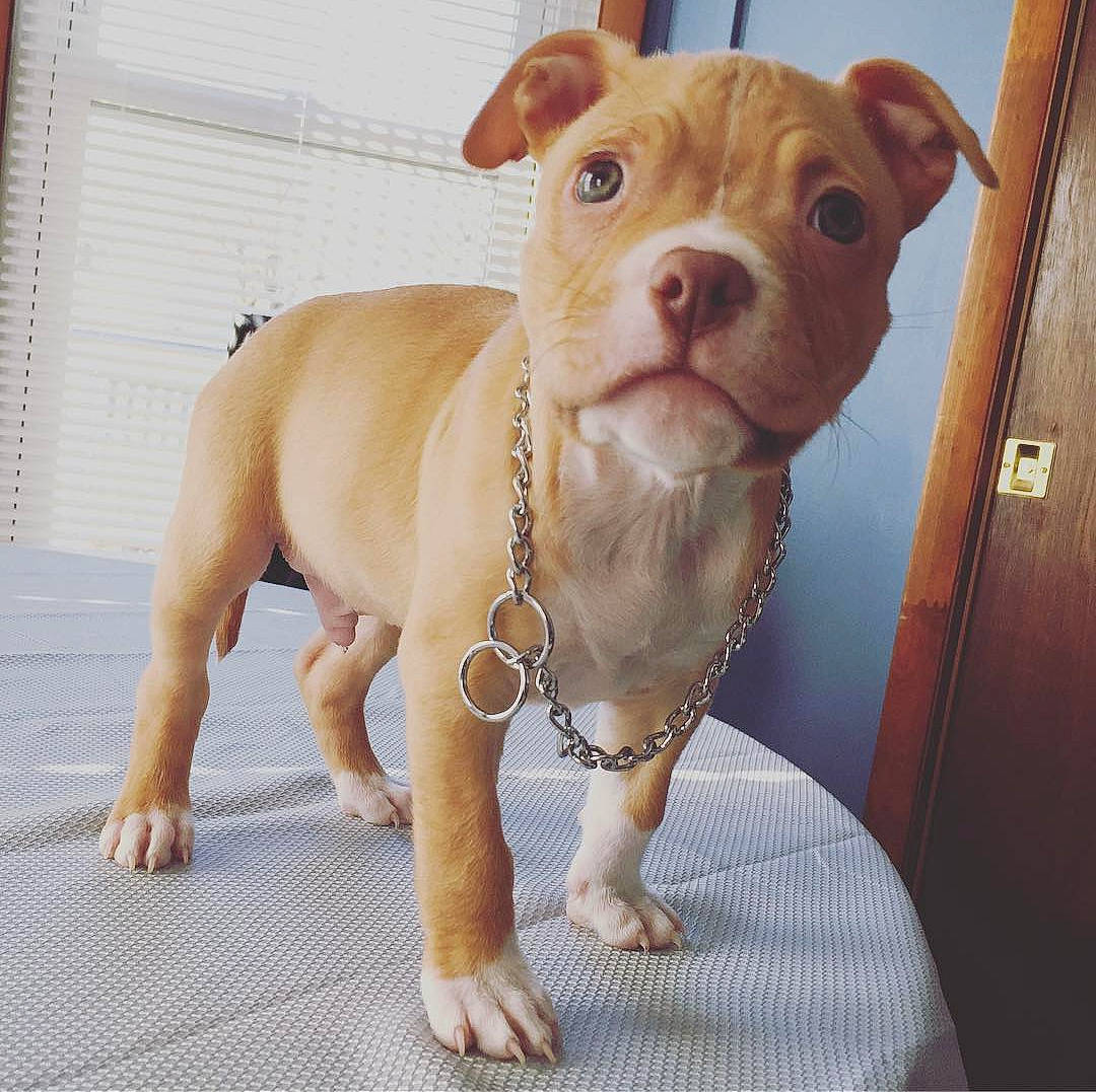 Boston joined the competition — help win amazing prizes! american_bulldog, american_pit_bull_terrier, australian_bulldog, bulldog, canidae, carnivore, companion_dog, dog, dog_breed, fawn, mammal, molosser, non_sporting_group, old_english_bulldog, olde_english_bulldogge, rare_breed_dog, snout, sporting_group, toy_bulldog, vertebrate