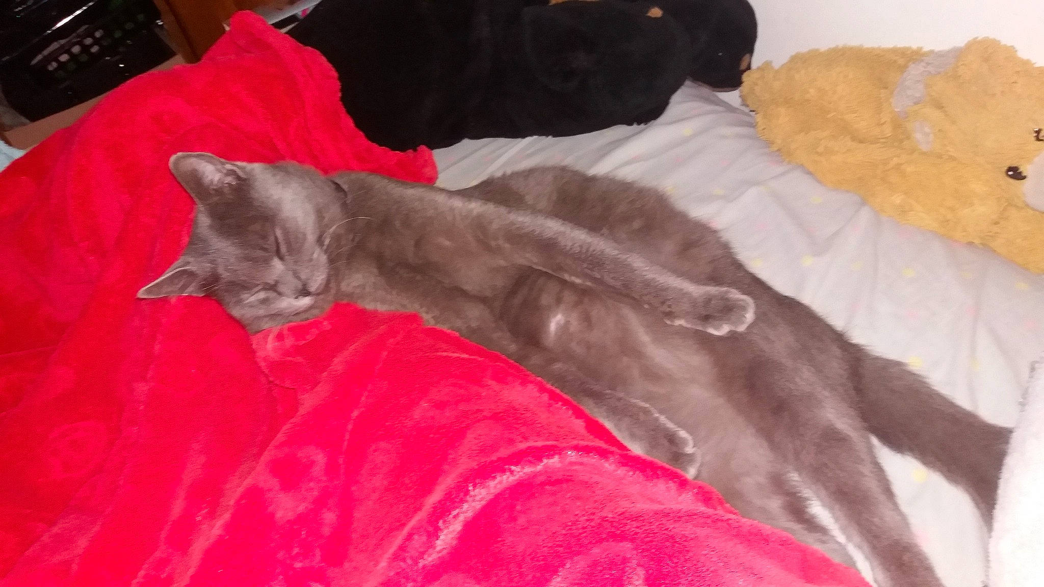 Johnny a rejoint le concours — aidez-le/la à gagner de superbes lots ! asian, black_cat, british_shorthair, carnivore, cat, chartreux, domestic_short_haired_cat, fawn, felidae, fur, german_rex, kitten, korat, nap, russian_blue, small_to_medium_sized_cats, tail