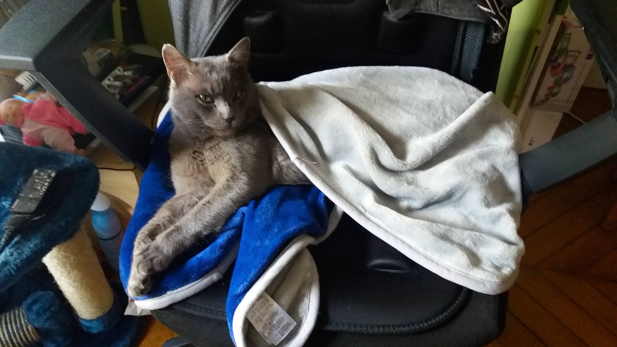 Johnny a rejoint le concours — aidez-le/la à gagner de superbes lots ! asian, car_seat, carnivore, cat, chair, comfort, domestic_short_haired_cat, felidae, kitten, mammal, russian_blue, small_to_medium_sized_cats, whiskers