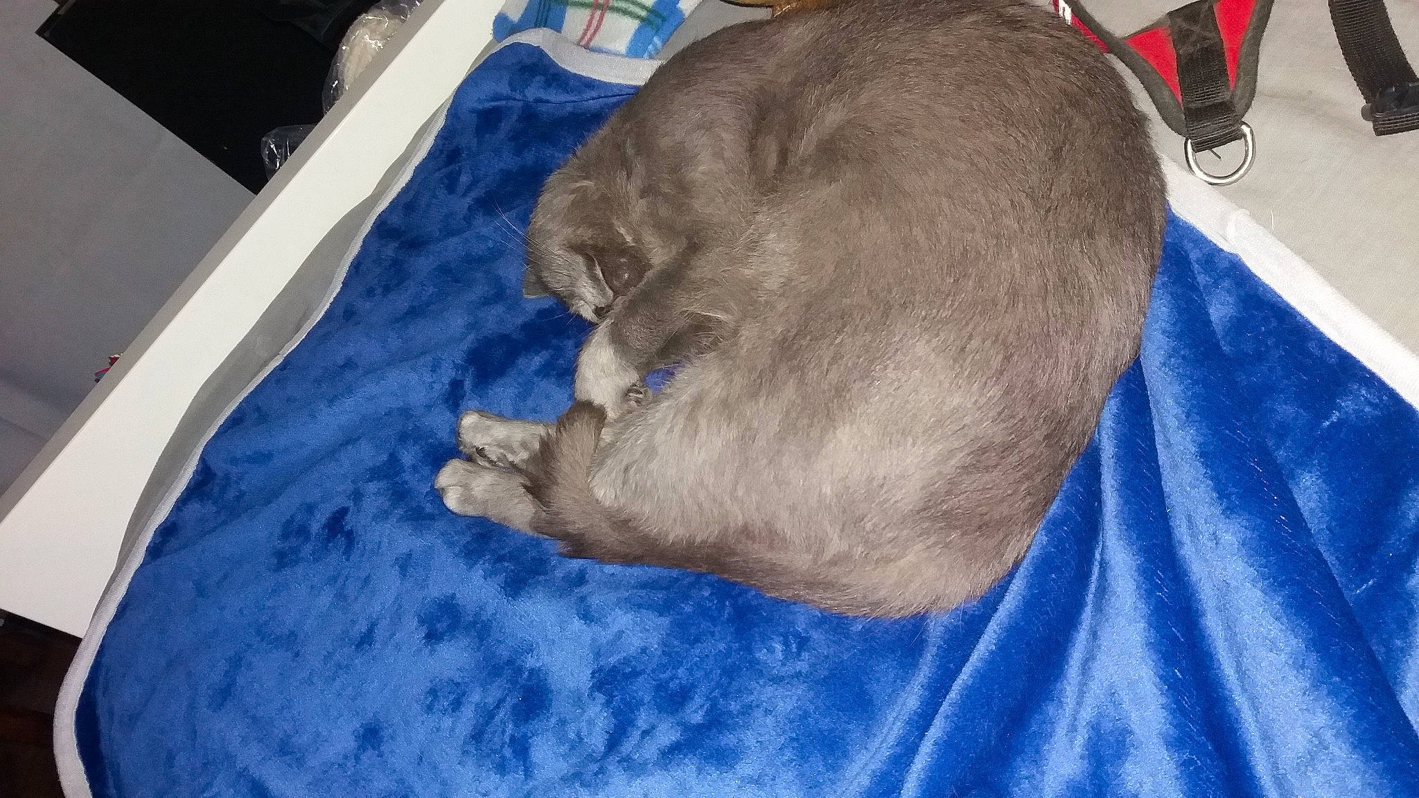 Johnny a rejoint le concours — aidez-le/la à gagner de superbes lots ! canidae, carnivore, dog_breed, fawn, puppy, sporting_group