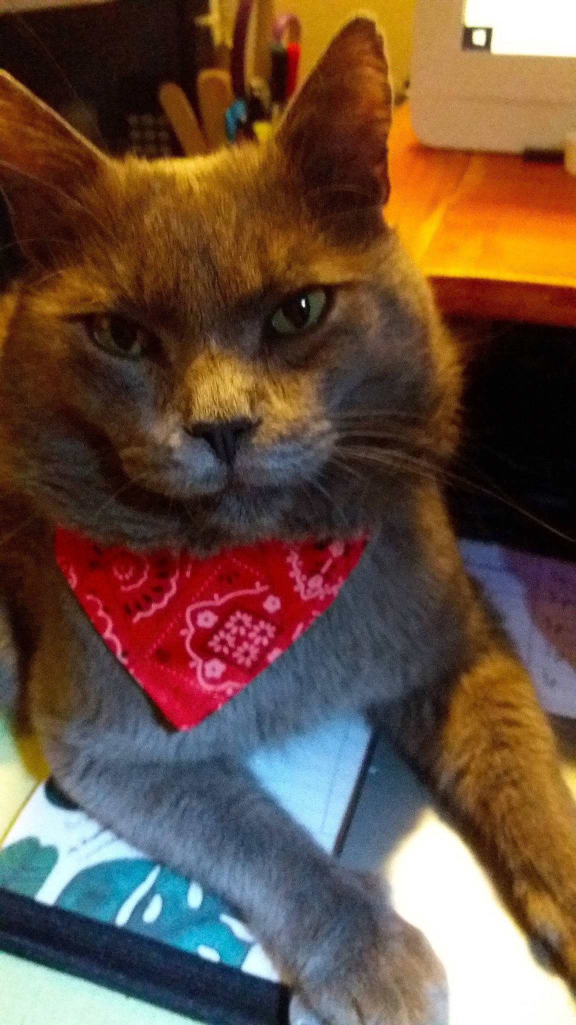 Johnny participe au concours pour gagner de l'argent avec cette photo : asian, british_shorthair, burmese, carnivore, cat, chartreux, domestic_short_haired_cat, fawn, felidae, german_rex, kitten, korat, mammal, nebelung, russian_blue, small_to_medium_sized_cats, snout, vertebrate, whiskers