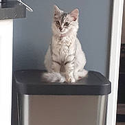 Mimi participe au concours pour gagner de l'argent avec cette photo : animal, cat, collar, curious, cute, domestic_animal, ears, feline, fluffy, fur, gray_wall, household, indoor, pet, quiet, sitting, still_life, tail, trash_bin, whiskers