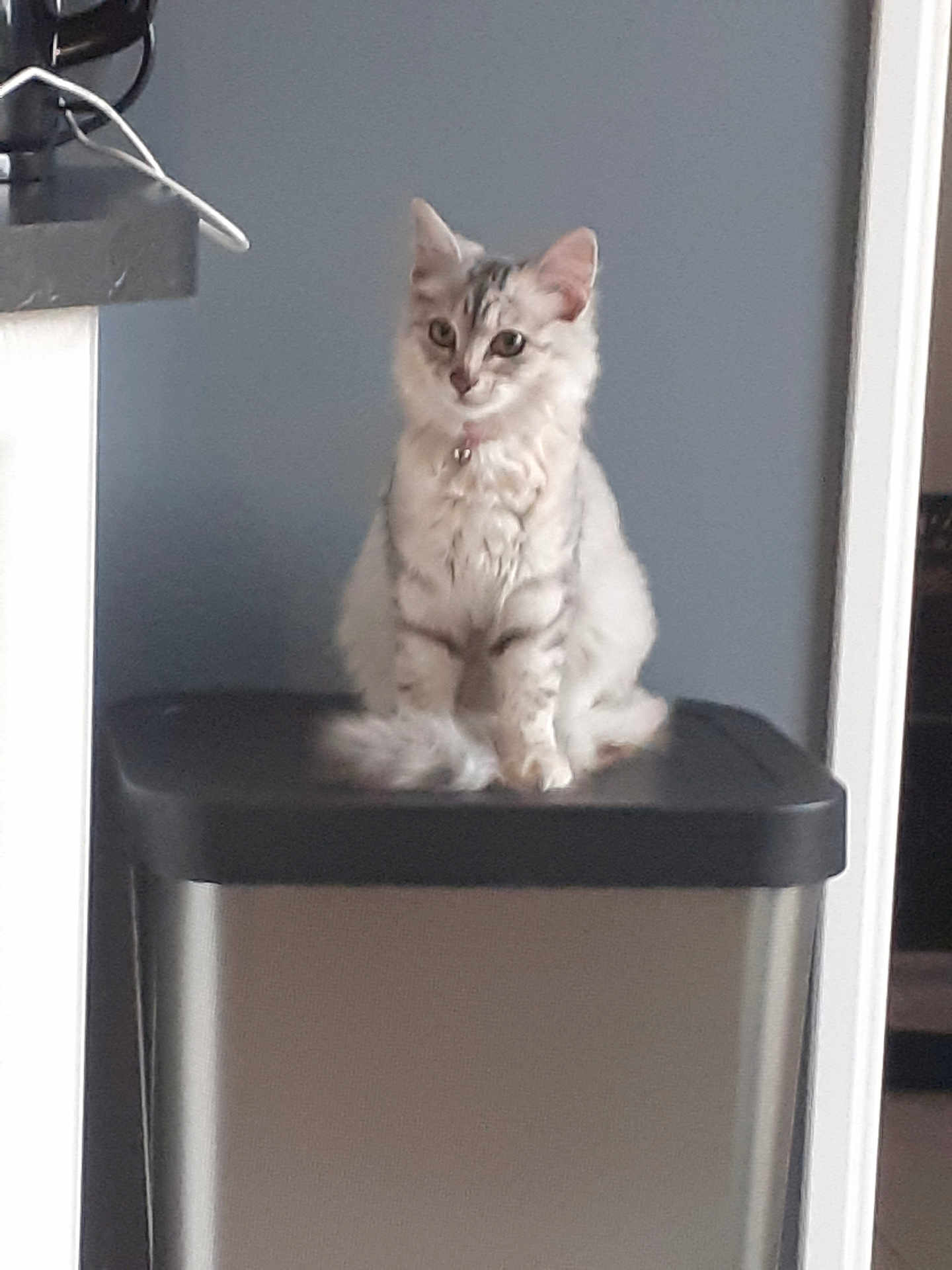 Mimi participe au concours pour gagner de l'argent avec cette photo : animal, cat, collar, curious, cute, domestic_animal, ears, feline, fluffy, fur, gray_wall, household, indoor, pet, quiet, sitting, still_life, tail, trash_bin, whiskers