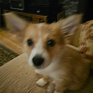 Molly is registered to the contest to win money with this photo: animal, blur, brown, canine, carpet, close_up, couch, cute, dog, ears, fur, furniture, home, indoor, living_room, pet, portrait, puppy, sitting, white
