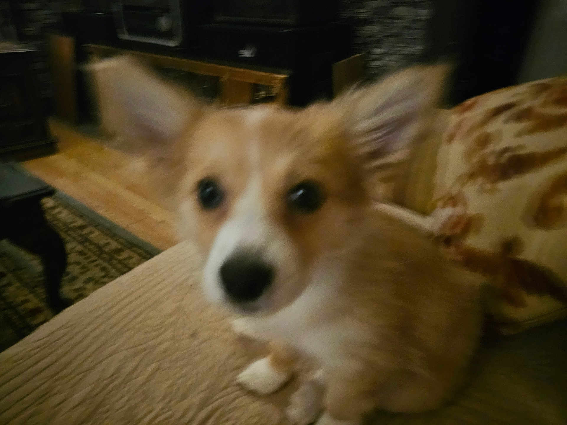 Molly