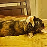 cat, calico_cat, pet, animal, bed, bedroom, blanket, bedding, lying_down, relaxed, upside_down, green_eyes, whiskers, ears, fur, black_fur, orange_fur, white_fur, indoor, portrait