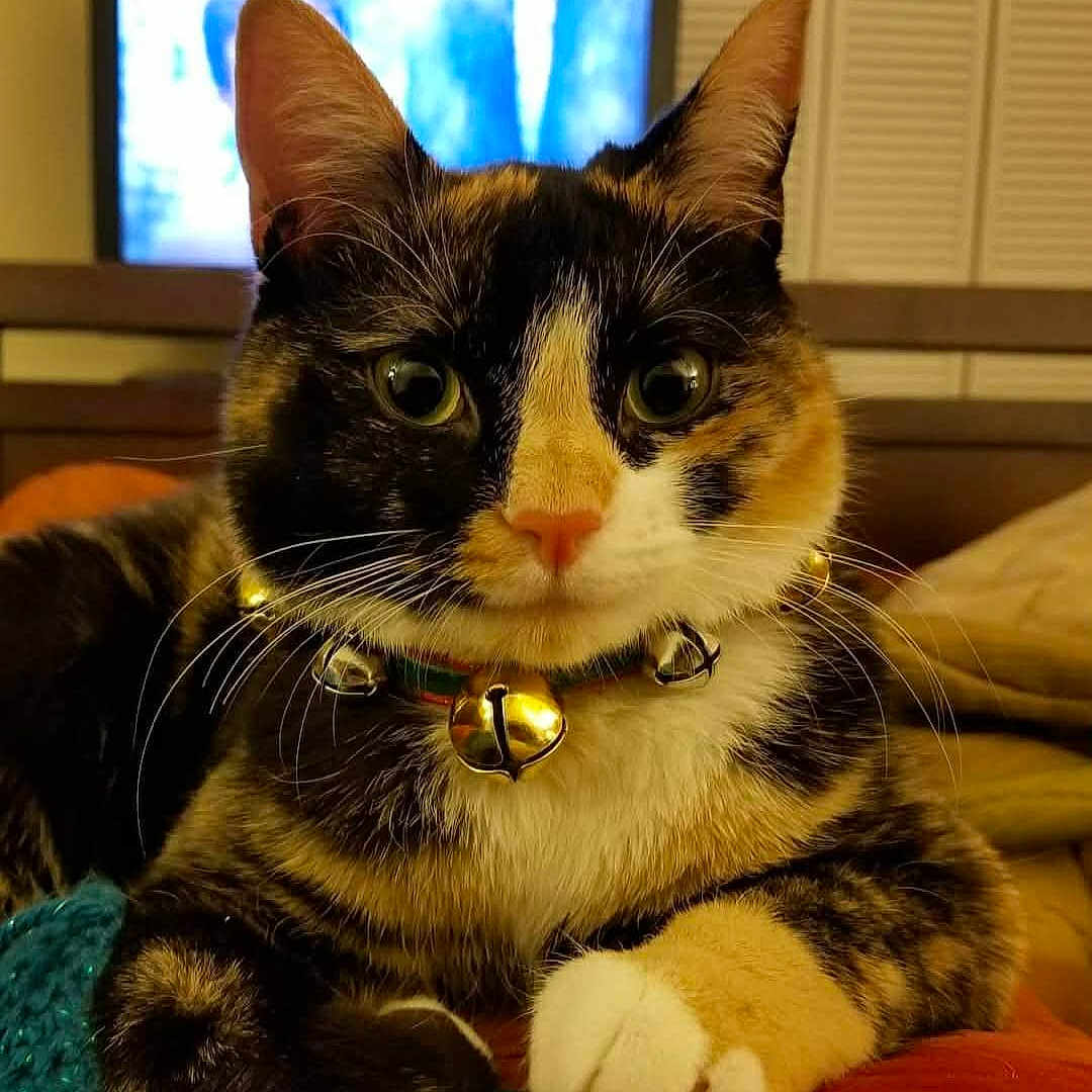 Lizzie is registered to the contest to win money with this photo: cat, calico_cat, pet, animal, close_up, portrait, face, whiskers, ears, eyes, bell_collar, collar, fur, paws, sitting, indoors, blanket, television, cozy, home