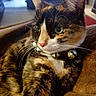 Lizzie joined the competition — help win amazing prizes! cat, calico_cat, pet, feline, animal, portrait, close_up, whiskers, green_eyes, ears, nose, bell_collar, fur, black_fur, orange_fur, white_fur, couch, indoor, relaxed, photography