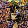 Lizzie joined the competition — help win amazing prizes! cat, calico_cat, pet, animal, feline, portrait, close_up, whiskers, green_eyes, collar, bell, sitting, front_paw, bed, blanket, bedroom, lamp, curtains, framed_art, indoor