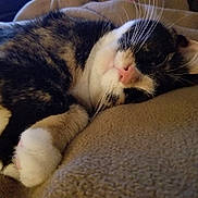 Lizzie is registered to the contest to win money with this photo: cat, calico_cat, sleeping, relaxed, pet, whiskers, pink_nose, paws, fur, black_and_white, orange_patches, indoor, couch, cushion, cozy, resting, close_up, animal_portrait, soft_lighting, home