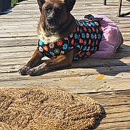 Cinnamon joined the competition — help win amazing prizes! animal, backyard, brown_fur, canine, cooler, costume, deck, dog, dressed_up, floral_pattern, lying_down, outdoor, patio, pet, pink_tutu, pointed_ears, rug, sitting, sunlight, wooden_deck