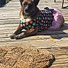 animal, backyard, brown_fur, canine, cooler, costume, deck, dog, dressed_up, floral_pattern, lying_down, outdoor, patio, pet, pink_tutu, pointed_ears, rug, sitting, sunlight, wooden_deck