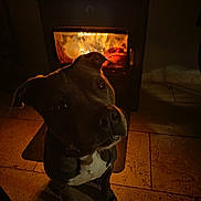 Massaï participe au concours pour gagner de l'argent avec cette photo : dog, fireplace, fire, warmth, cozy, indoor, pet, curious, animal, floor, tile, shadow, light, night, comfort, domestic, mammal, companion, portrait, quiet