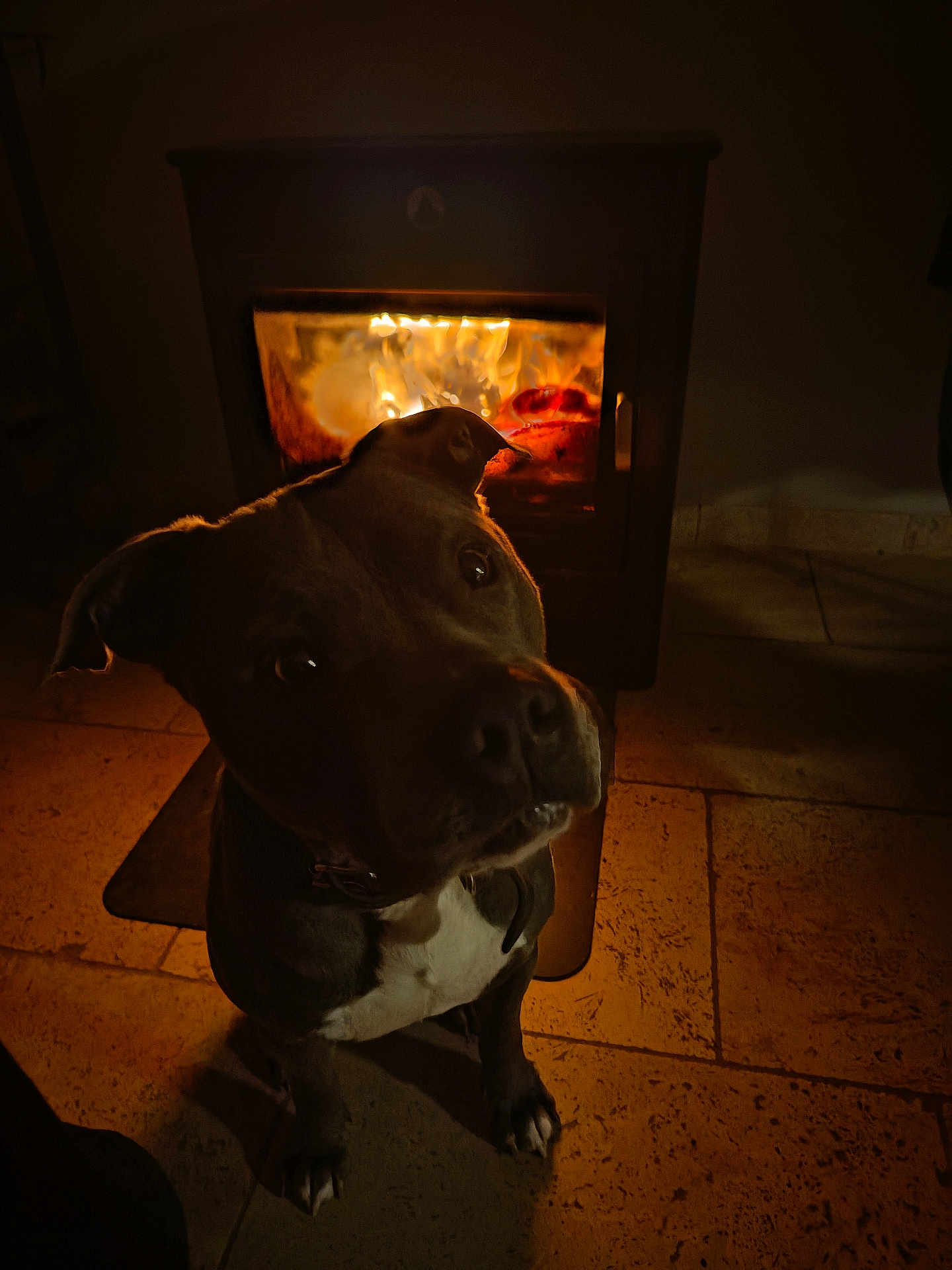Massaï participe au concours pour gagner de l'argent avec cette photo : dog, fireplace, fire, warmth, cozy, indoor, pet, curious, animal, floor, tile, shadow, light, night, comfort, domestic, mammal, companion, portrait, quiet