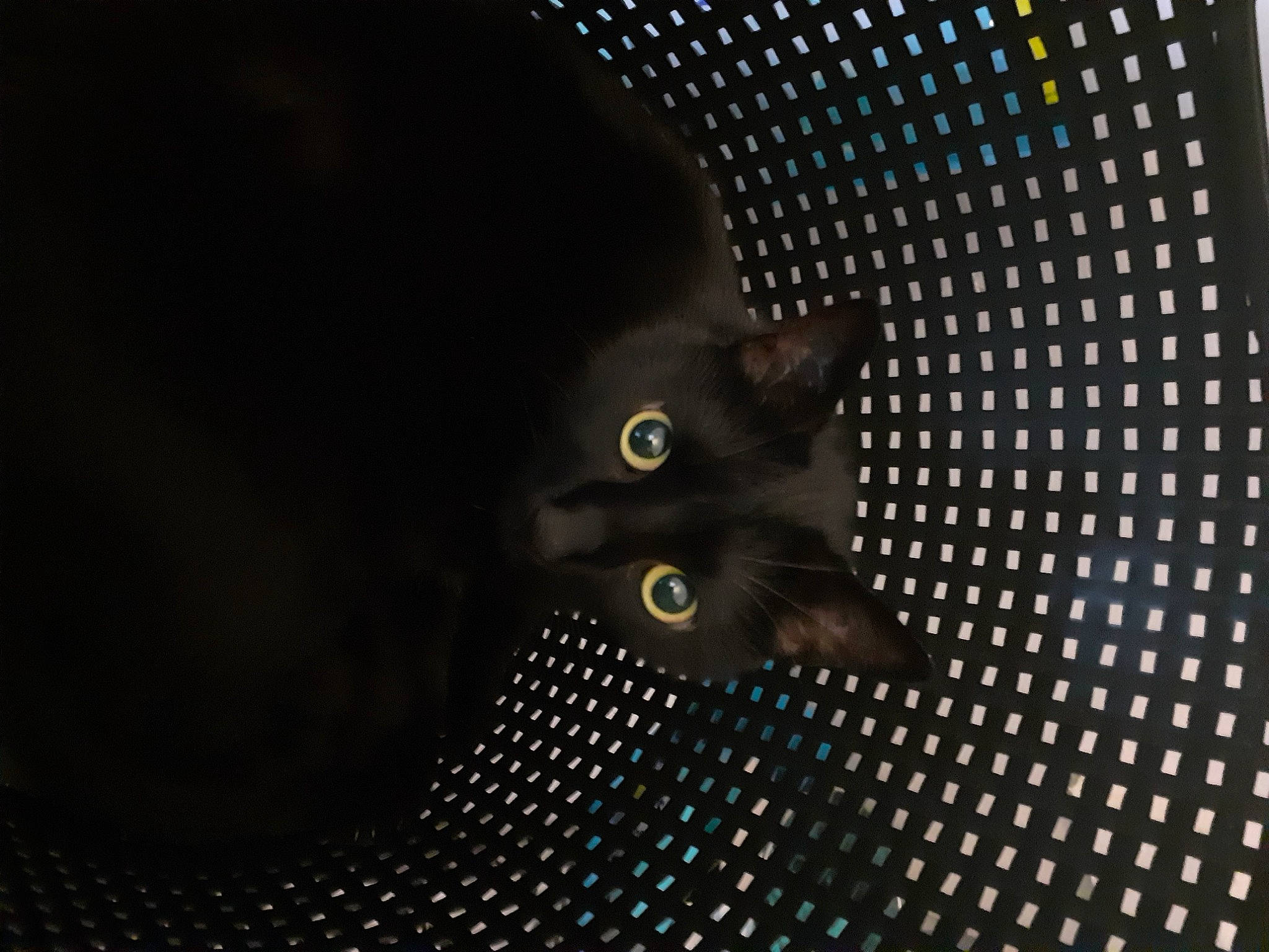 Mirabelle participe au concours pour gagner de l'argent avec cette photo : black_cat, bombay, carbon, carnivore, cat, circle, darkness, domestic_short_haired_cat, electric_blue, felidae, fur, iris, pattern, small_to_medium_sized_cats, snout, tail, terrestrial_animal, whiskers, wildlife