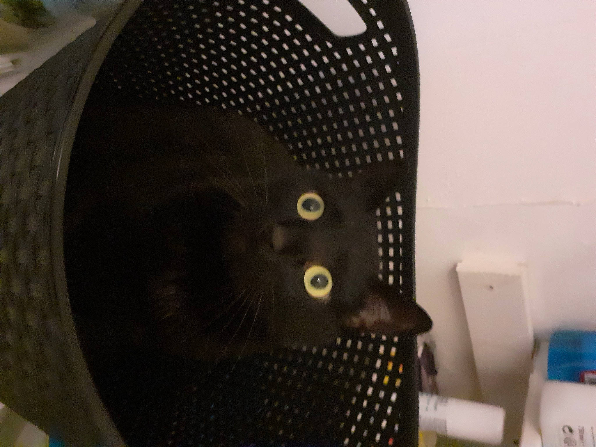 Mirabelle participe au concours pour gagner de l'argent avec cette photo : audio_equipment, auto_part, automotive_design, automotive_tire, automotive_wheel_system, bag, carbon, carnivore, cat, chair, comfort, electronic_instrument, felidae, household_supply, personal_protective_equipment, rim, room, small_to_medium_sized_cats, tail, whiskers