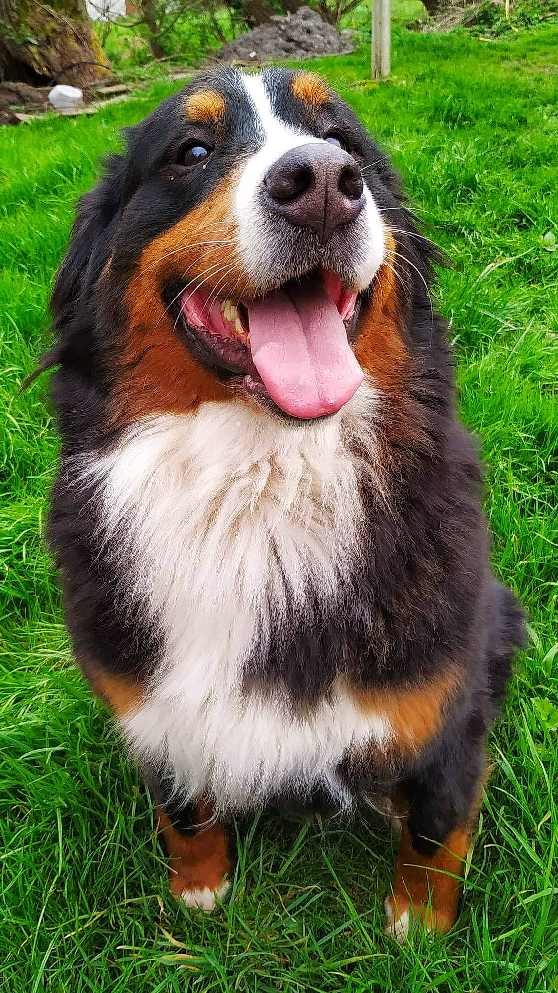 Raven a rejoint le concours — aidez-le/la à gagner de superbes lots ! bernese_mountain_dog, carnivore, companion_dog, dog, dog_breed, grass, herding_dog, plant, snout, sporting_group, sports_equipment, whiskers, working_dog