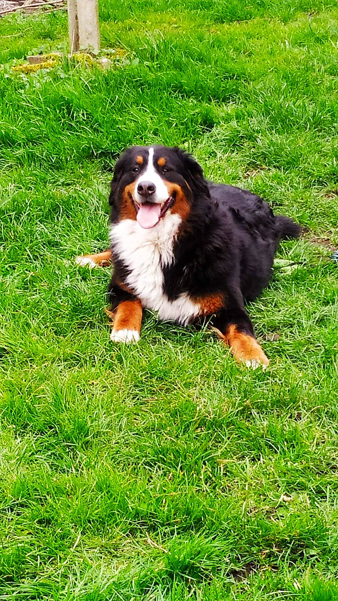 Raven participe au concours pour gagner de l'argent avec cette photo : bernese_mountain_dog, carnivore, cavalier_king_charles_spaniel, companion_dog, dog, dog_breed, grass, groundcover, king_charles_spaniel, plant, sporting_group, terrestrial_animal, working_dog