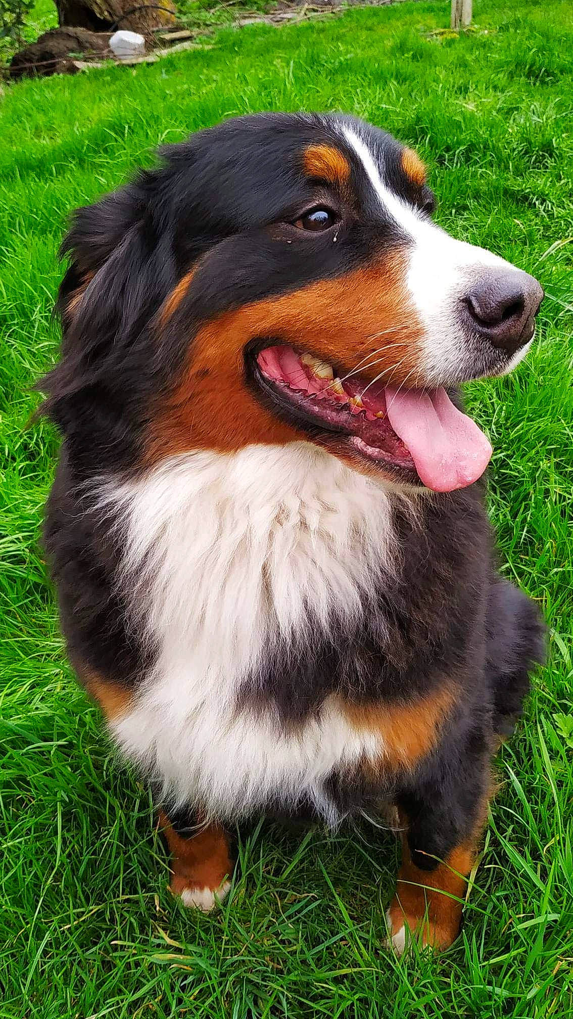 Raven a rejoint le concours — aidez-le/la à gagner de superbes lots ! bernese_mountain_dog, canidae, carnivore, collar, companion_dog, dog, dog_breed, fur, giant_dog_breed, grass, herding_dog, snout, sporting_group, terrestrial_animal, whiskers, windshield, working_dog