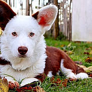 Yuzu a rejoint le concours — aidez-le/la à gagner de superbes lots ! dog, puppy, pet, canine, grass, leaves, autumn, outdoors, portrait, brown_and_white, ears, nose, paws, lying_down, backyard, fence, nature, cute, fluffy, animal