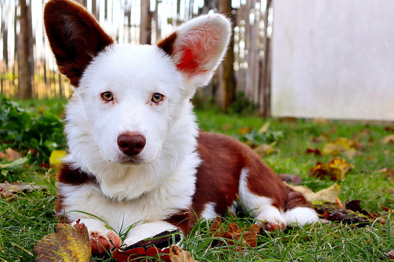 Yuzu a rejoint le concours — aidez-le/la à gagner de superbes lots ! dog, puppy, pet, canine, grass, leaves, autumn, outdoors, portrait, brown_and_white, ears, nose, paws, lying_down, backyard, fence, nature, cute, fluffy, animal
