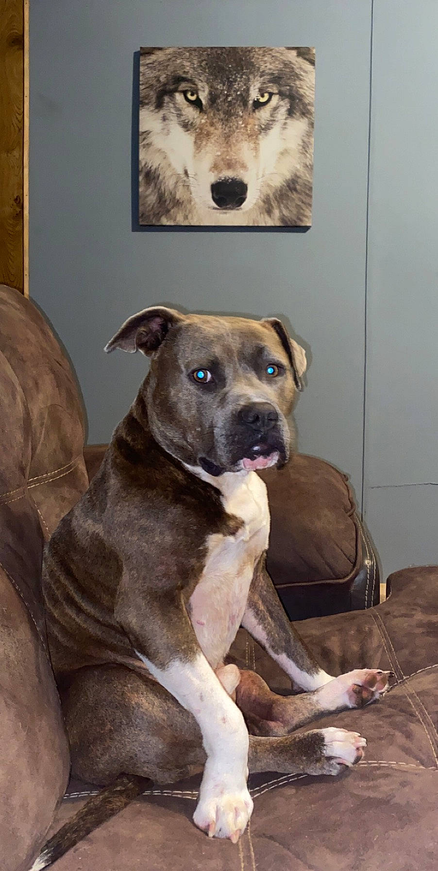 Wesley joined the competition — help win amazing prizes! alano_espanol, alaunt, american_pit_bull_terrier, american_staffordshire_terrier, ancient_dog_breeds, bandog, bully_kutta, canidae, carnivore, catahoula_bulldog, cimarron_uruguayo, dog, dog_breed, fawn, mammal, non_sporting_group, perro_de_presa_canario, pit_bull, snout, vertebrate