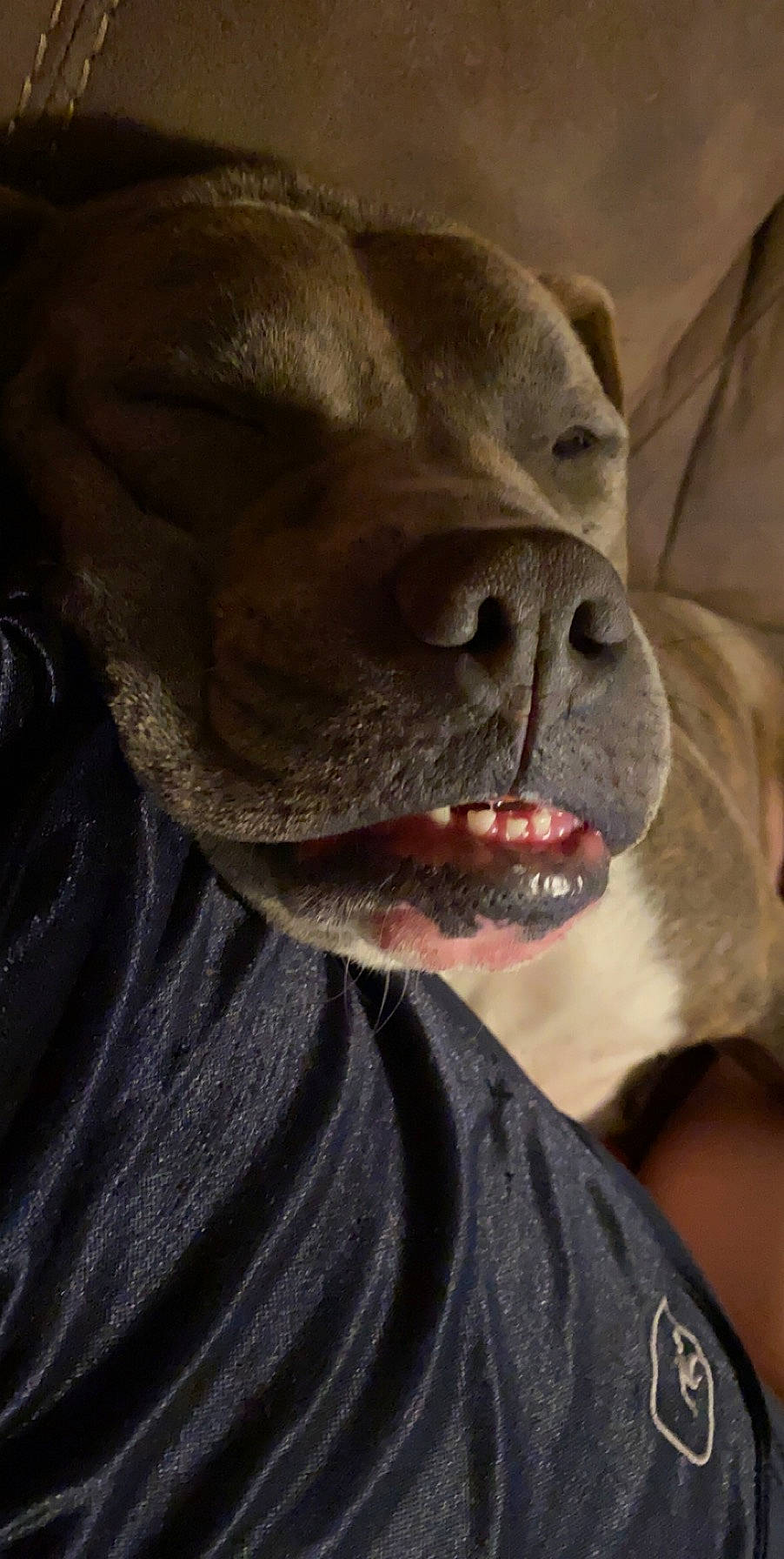 Wesley is registered to the contest to win money with this photo: american_bulldog, american_pit_bull_terrier, bandog, boxer, canidae, carnivore, dog, dog_breed, ear, fawn, mouth, neapolitan_mastiff, non_sporting_group, nose, olde_english_bulldogge, pit_bull, snout, sporting_group, wrinkle