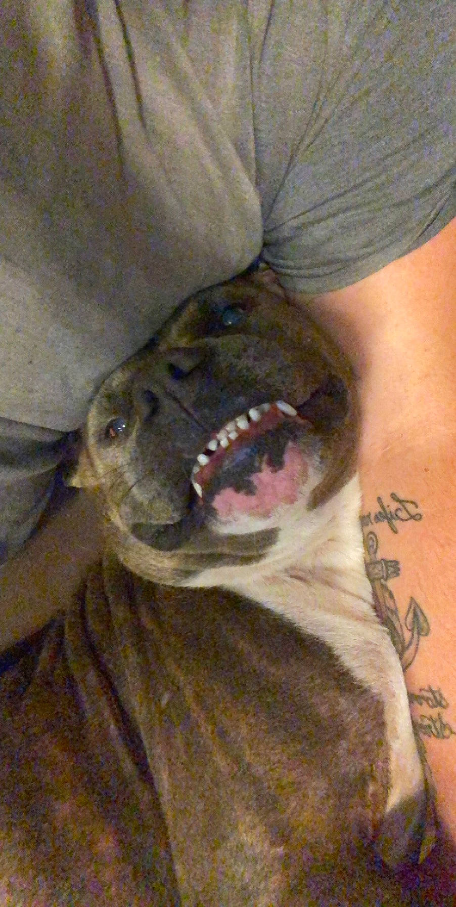 Wesley is registered to the contest to win money with this photo: american_bulldog, american_pit_bull_terrier, american_staffordshire_terrier, bandog, bulldog, bully_kutta, canidae, carnivore, dog, dog_breed, fawn, jaw, mammal, mouth, non_sporting_group, pit_bull, snout, vertebrate