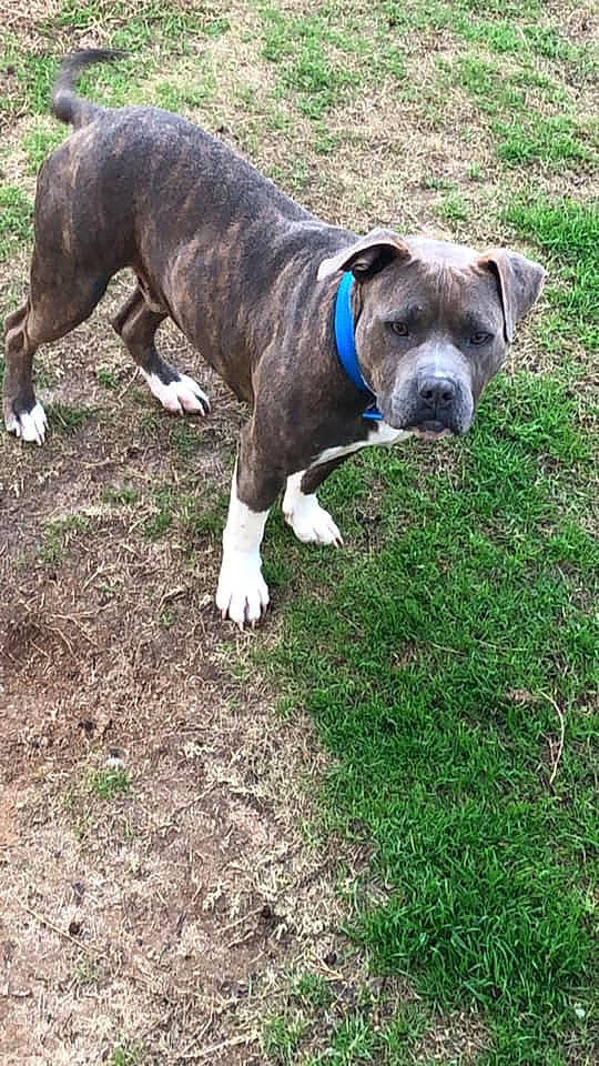 Wesley joined the competition — help win amazing prizes! adventure, alaunt, american_bulldog, american_pit_bull_terrier, american_staffordshire_terrier, canidae, carnivore, catahoula_bulldog, dog, dog_breed, fawn, grass, mammal, non_sporting_group, pit_bull, rare_breed_dog, snout, sporting_group, terrier, vertebrate