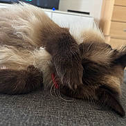 Isis participe au concours pour gagner de l'argent avec cette photo : cat, fluffy_cat, pet, sleeping, paw, whiskers, fur, collar, red_collar, sofa, couch, indoor, cozy, closeup, ear, relaxed, nap, home, texture, domestic