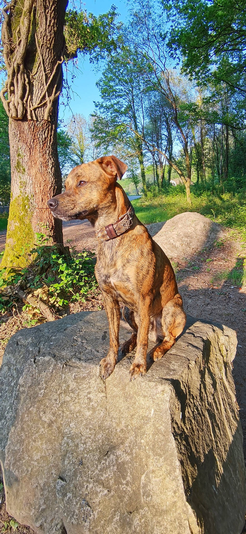 Rocco a rejoint le concours — aidez-le/la à gagner de superbes lots ! canidae, carnivore, collar, companion_dog, dog, dog_breed, fawn, grass, liver, plant, rock, sky, snout, sporting_group, tail, terrestrial_animal, tree, trunk, wood, working_animal