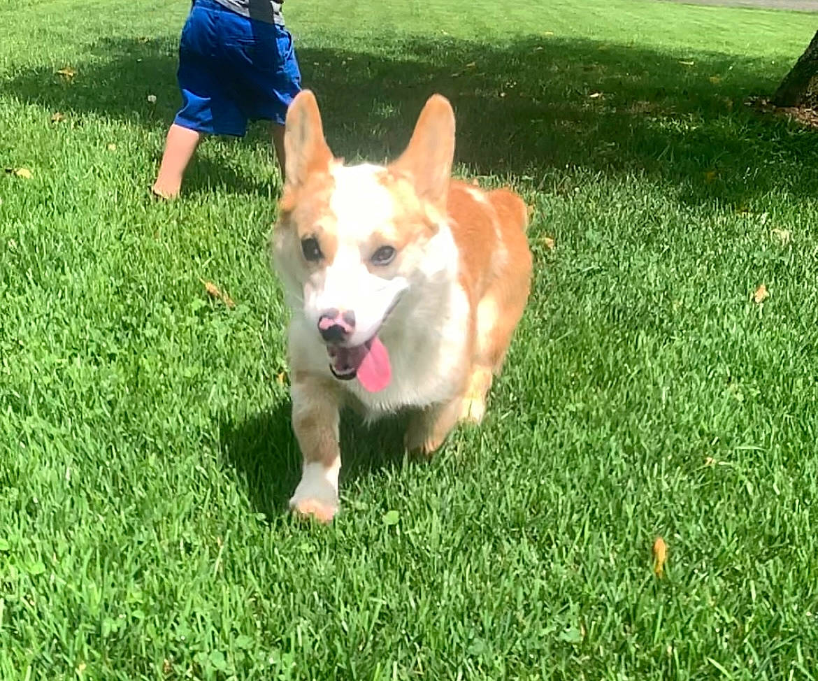 Rooster is registered to the contest to win money with this photo: canidae, carnivore, companion_dog, dog, dog_breed, fawn, grass, green, groundcover, herding_dog, lawn, plant, shorts, sporting_group, tail, terrier, toy_dog, welsh_corgi, whiskers, working_dog