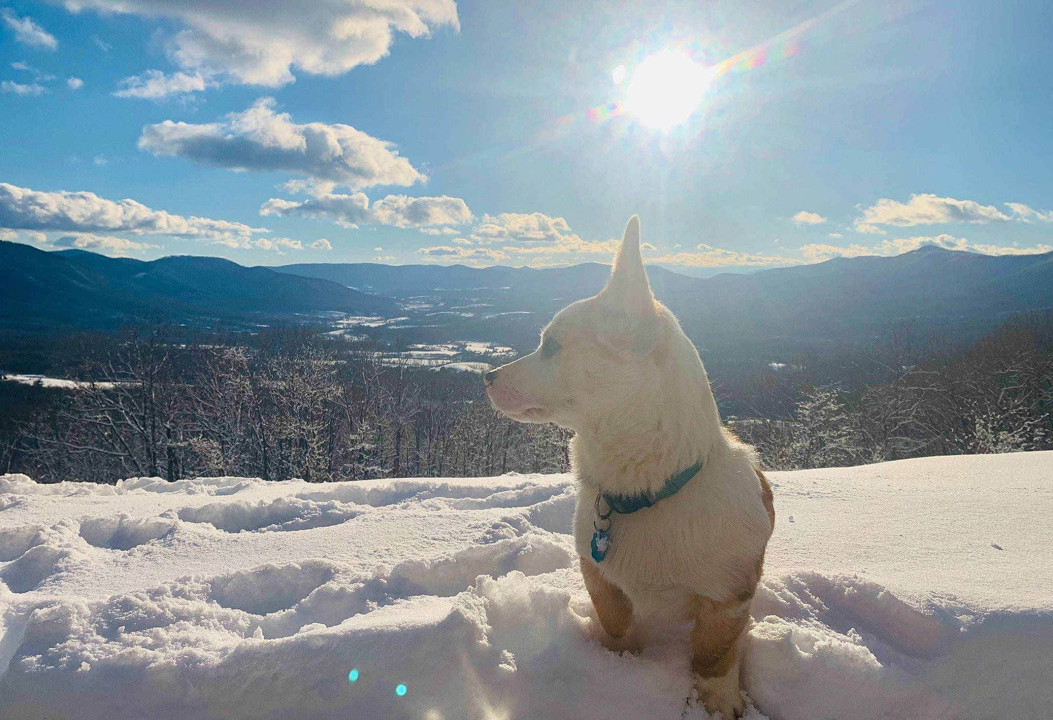 Rooster joined the competition — help win amazing prizes! atmosphere, carnivore, cloud, companion_dog, cumulus, dog, dog_breed, fawn, freezing, glacial_landform, ice_cap, light, mammal, morning, mountain, sky, snow, sunlight, vertebrate, winter