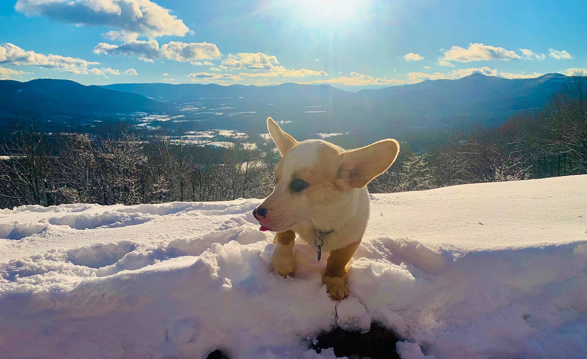 Rooster is registered to the contest to win money with this photo: carnivore, cloud, companion_dog, dog, dog_breed, fawn, freezing, glacial_landform, happy, landscape, light, mountain, mountainous_landforms, sky, slope, snout, snow, sporting_group, sunlight, winter