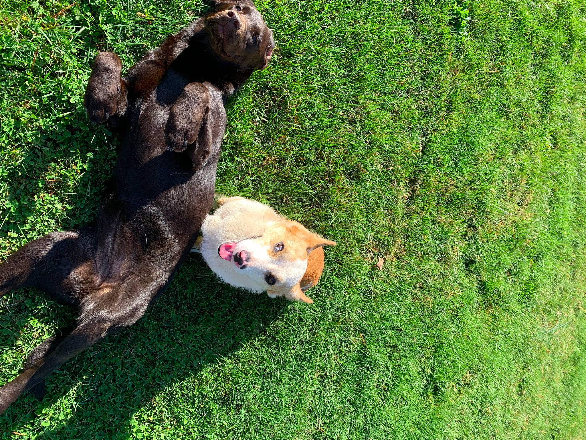 Willow is registered to the contest to win money with this photo: canidae, carnivore, companion_dog, dog, dog_breed, duck, fawn, felidae, grass, grass_family, grassland, groundcover, lawn, non_sporting_group, pasture, people_in_nature, plant, sporting_group, tail, wildlife