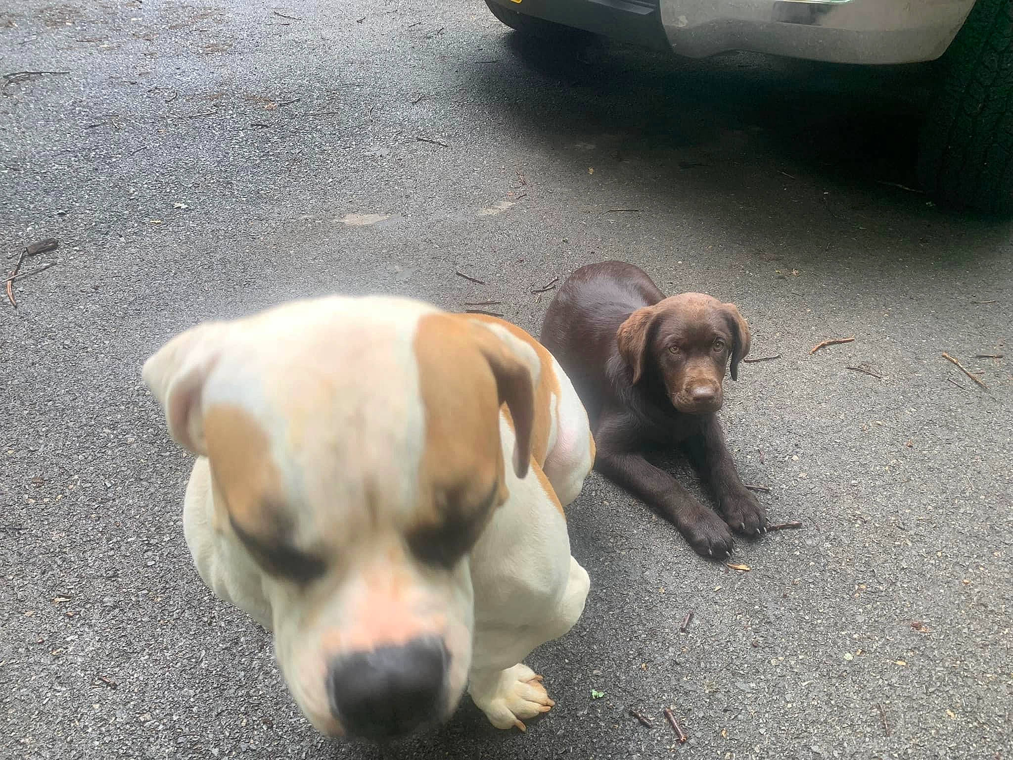 Willow joined the competition — help win amazing prizes! asphalt, automotive_exterior, automotive_lighting, automotive_tire, canidae, carnivore, companion_dog, dog, dog_breed, fawn, fender, leash, paw, road, road_surface, snout, sporting_group, street_dog, vehicle, working_animal