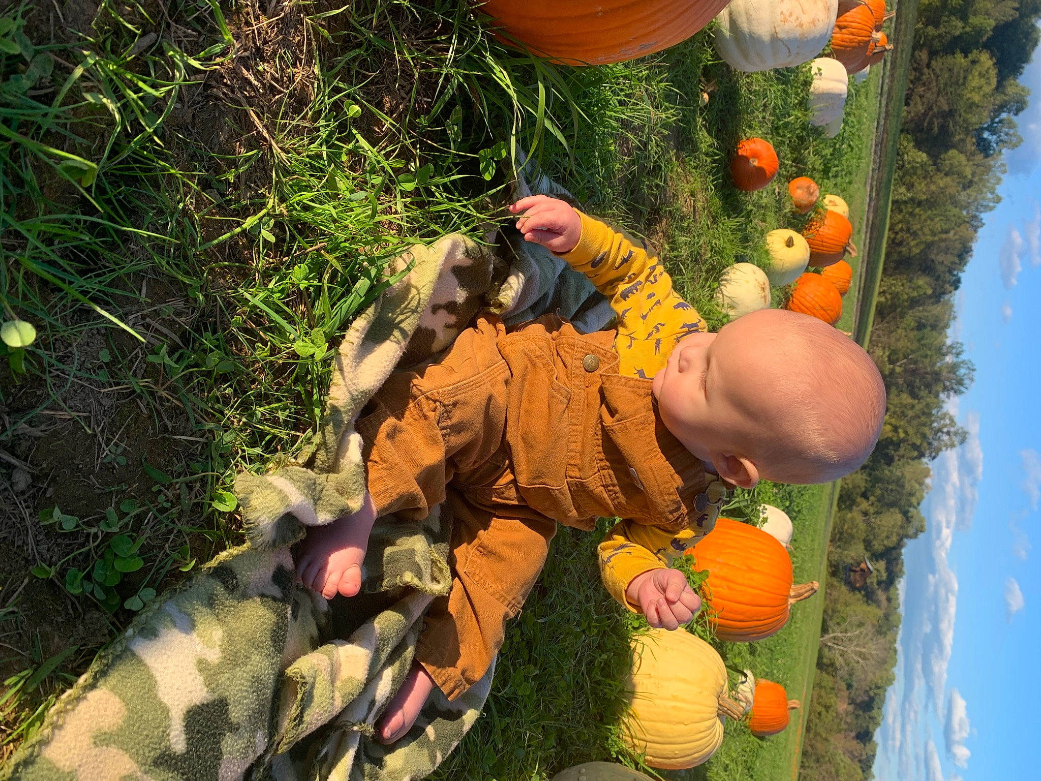 Carter joined the competition — help win amazing prizes! calabaza, cucurbita, food, fruit, gourd, grass, leaf, leisure, local_food, natural_foods, orange, people_in_nature, person, plant, pumpkin, sky, squash, sunlight, tree, vegetable