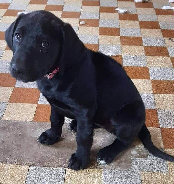 Sweety a rejoint le concours — aidez-le/la à gagner de superbes lots ! borador, canidae, carnivore, collar, companion_dog, dog, dog_breed, dog_collar, flooring, fur, gun_dog, hunting_dog, liver, pet_supply, puppy, retriever, sporting_group, tail, terrestrial_animal, working_animal