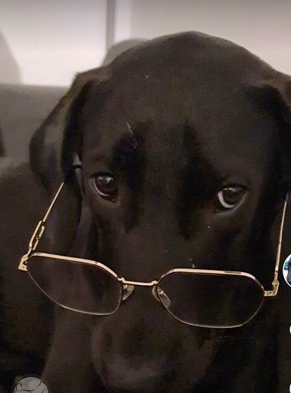 Sweety participe au concours pour gagner de l'argent avec cette photo : canidae, carnivore, collar, companion_dog, dog, dog_breed, ear, fawn, fur, gun_dog, liver, metal, pet_supply, rectangle, snout, sporting_group, terrestrial_animal, tints_and_shades, whiskers, working_animal