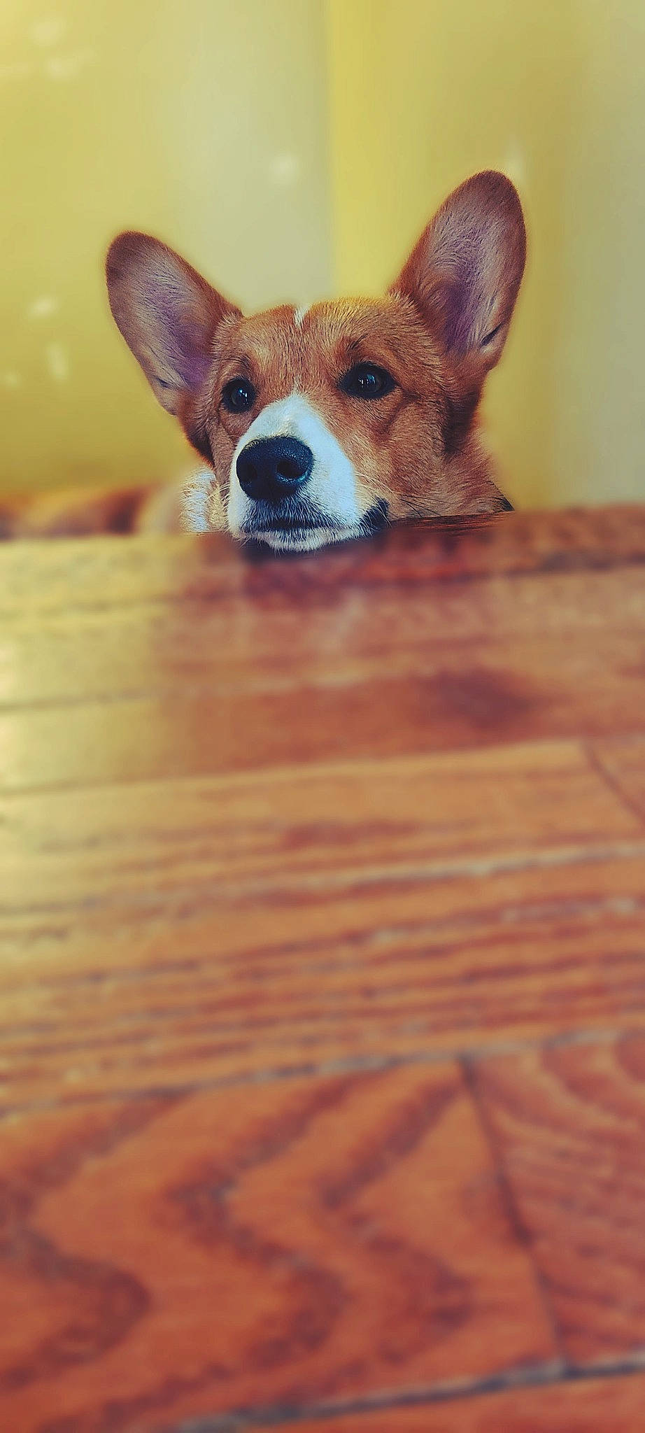 Baguette is registered to the contest to win money with this photo: brown, canidae, carnivore, companion_dog, dog, dog_breed, fawn, flooring, fur, hardwood, plank, snout, sporting_group, tail, terrestrial_animal, whiskers, wildlife, wood, wood_stain, working_animal